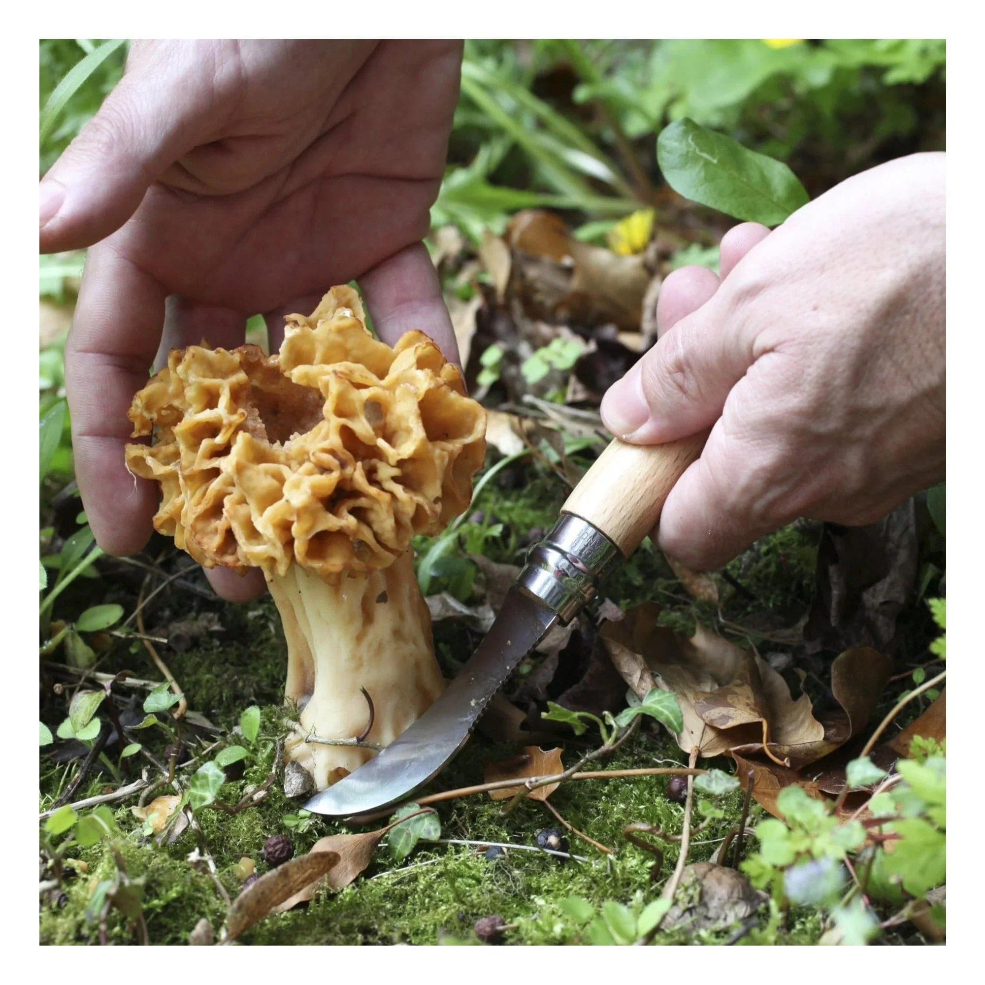 Opinel No.08 Stainless Steel Mushroom Knife - Image 3