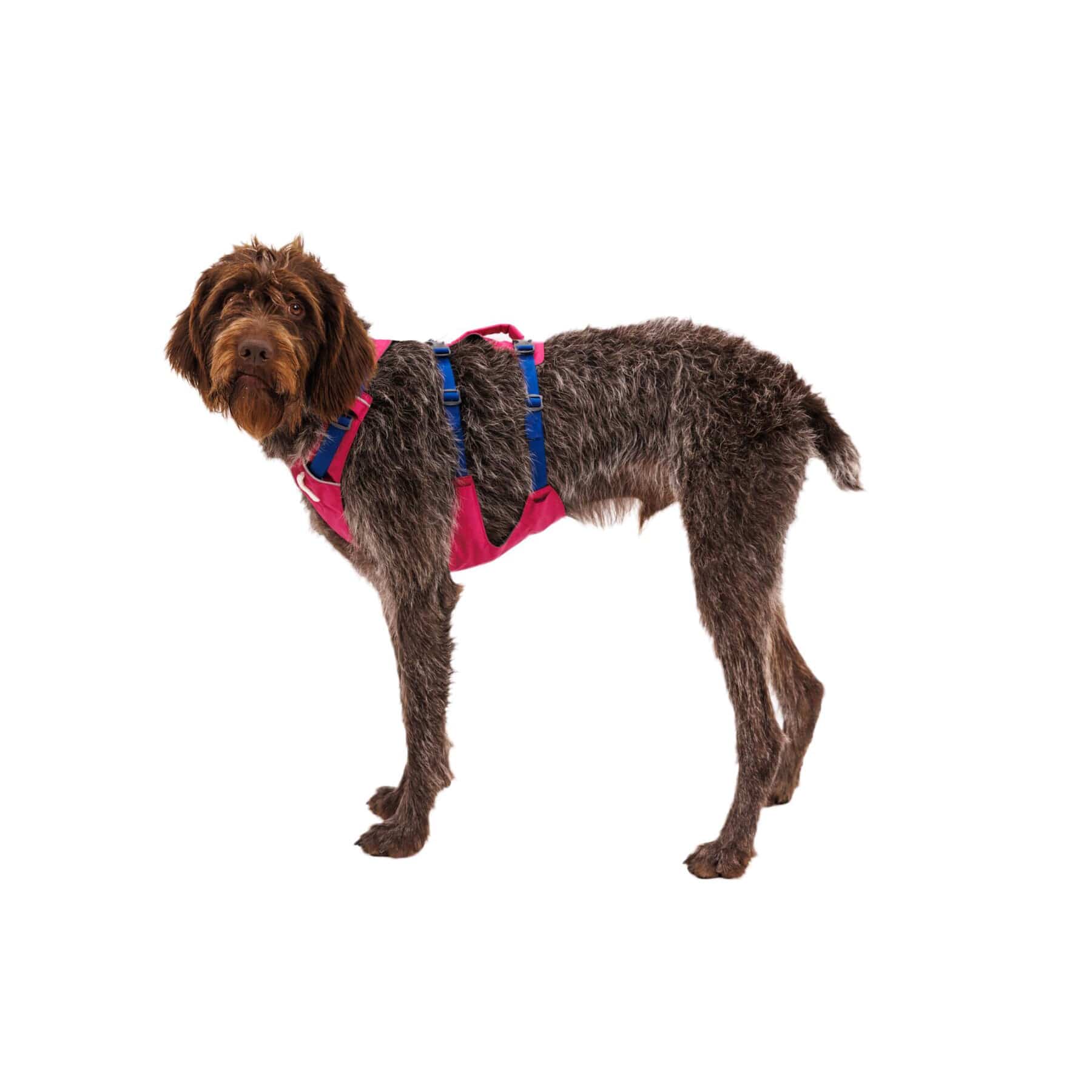 Ruffwear Flagline Harness - Image 8